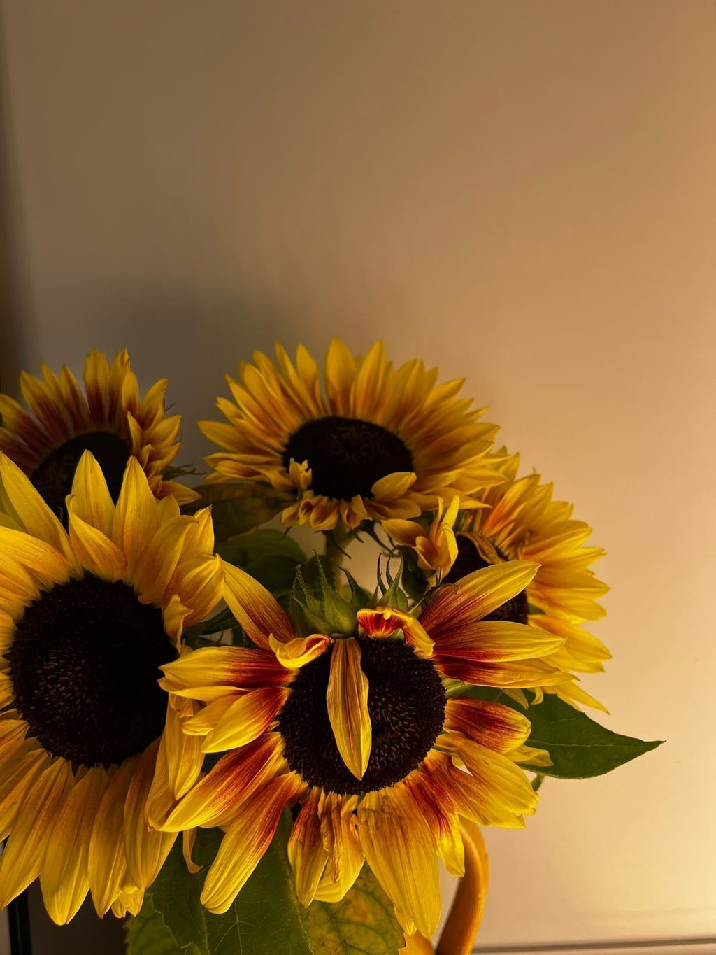 Sunflower (funky frame limited edition)